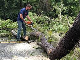 Best Emergency Tree Removal  in North Crossett, AR